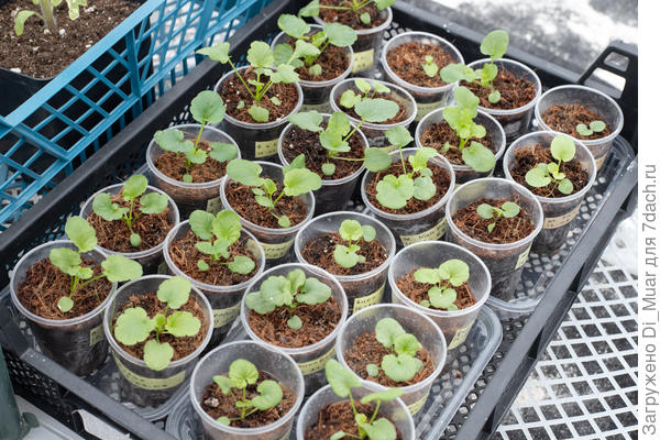 Приободрившиеся виолы на + 10