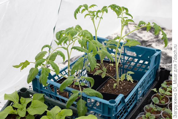 Томаты сделали вид что им на +10, лучше чем в доме под лампами (+22/24)