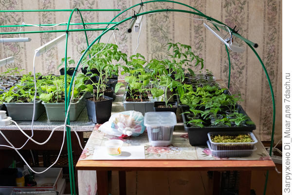 Вторая часть растений