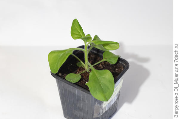 Петунька тоже опустила большой левый лист, а правый верхний лист, угол что завёрнут, такое у нас с детства