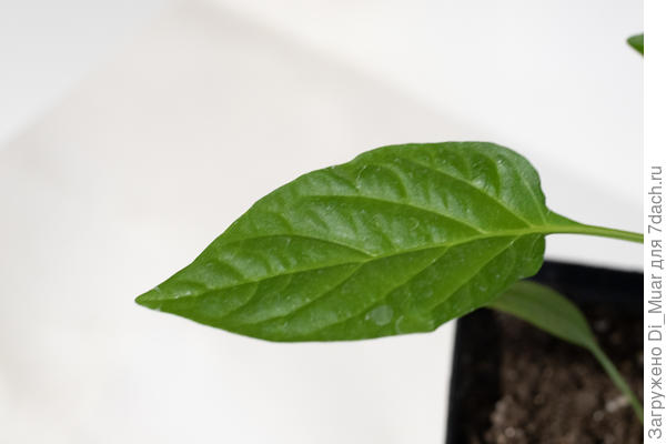 В процессе тестирования &quot;теплицы&quot;)) ни один листик от холода не пострадал. Другие видимые проблемы по листу, это суть моей неопытности в уходе