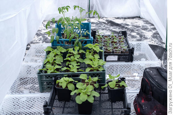 С виду всё норм, но томатам тестирование холода тоже надоело))