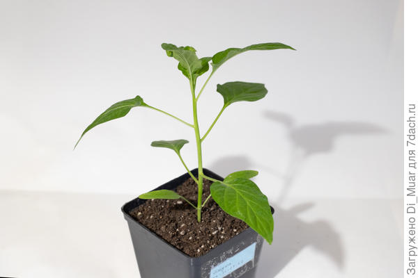 Вчерашний тестировщик перец - свеж и бодр)) Отогрелся