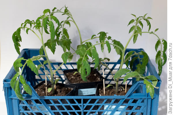 Через 20 минут в доме (+22), томатики совсем расслабились и свесили листики