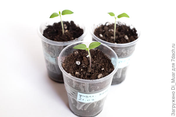 Физалисы 1 "Кондитер", 2 "Сливовый джем"