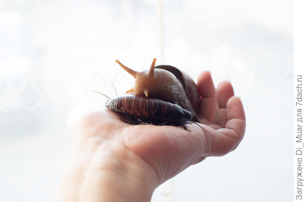 Домашние зверюшки :)