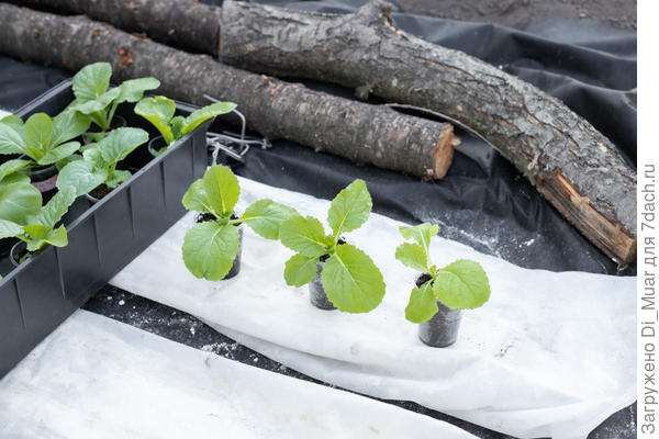 Гидра 3 шт. Фото: 13.05.23