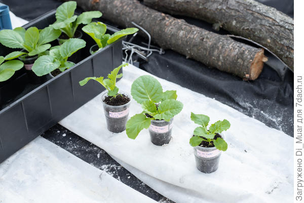 Маленькое чудо 3 шт. Фото: 13.05.23