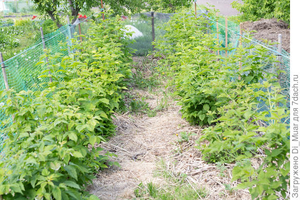 Любимка моя пушистая :)