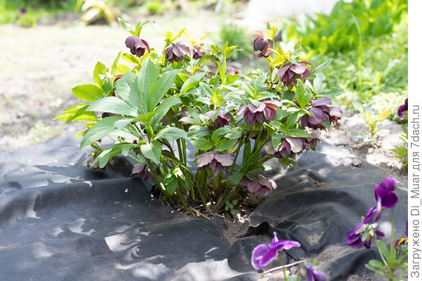 Морозник. Фото: 14.05.23