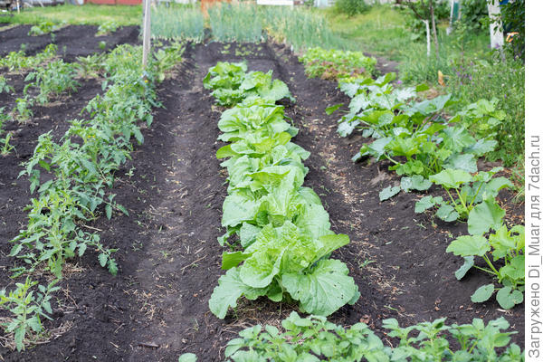 Грядочка с пекинкой. Фото: 12.06.23