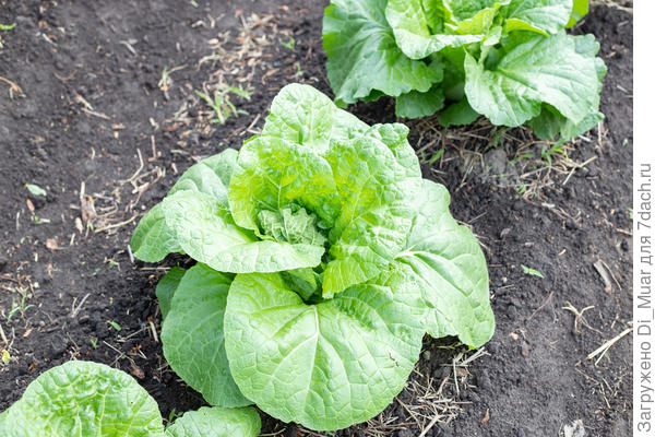 Маноко. Фото: 12.06.23