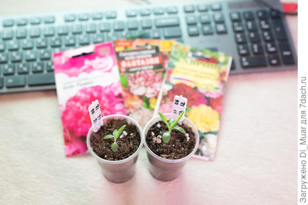 Капризульки Шабошки :)