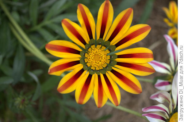 Красотульки в августе