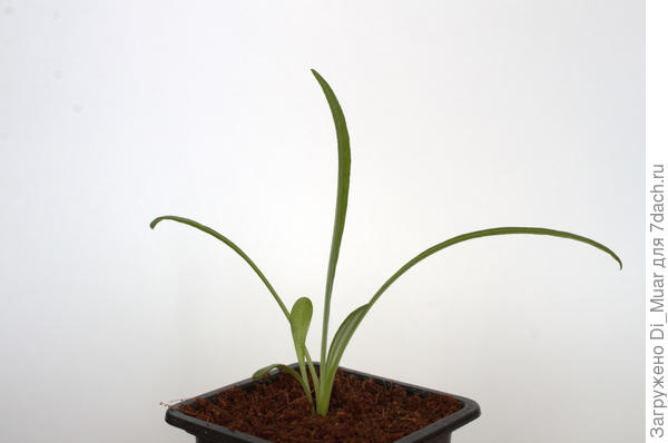 Гацания, апрель