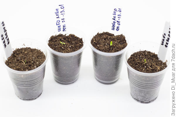 Малыши Шабошки. Фото: 14.01.24