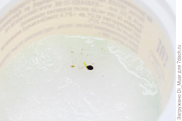 Извлекла её в ёмкость