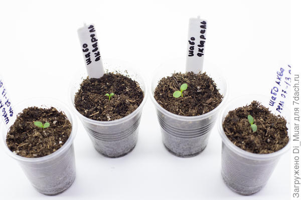 Шабо - Акварель - Гавриш. Фото: 18.01.24