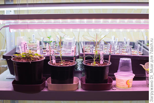 Живут скраю стеллажа и держат лампу)) Тут в среднем 24-26 тепла.