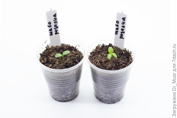 Шабо - Розалия - Гавриш. Фото: 18.01.24