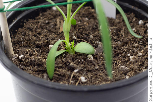 Боковой побег у Розалии. Фото: 18.01.24