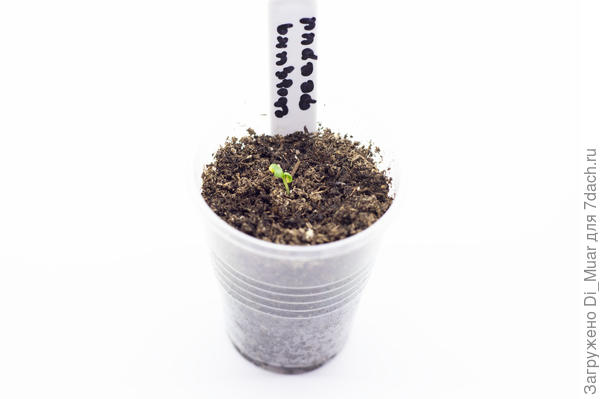 Гренадин - Феерия - Седек. Фото: 18.01.24