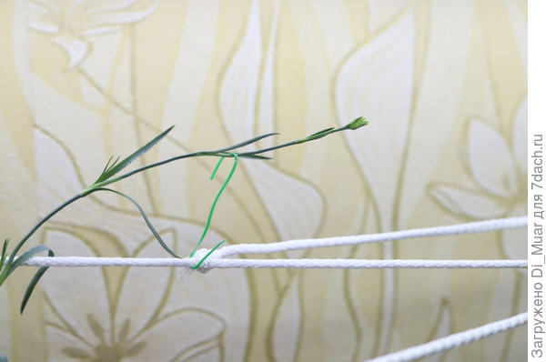 Похоже это бутончик :)