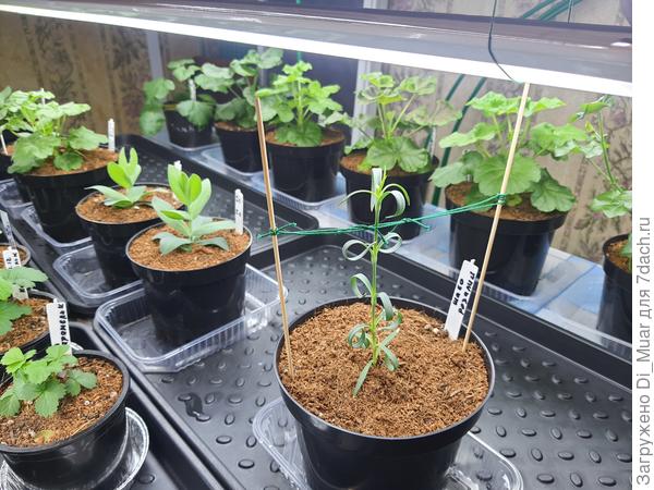 Шабо Розалия укороченная наполовину. Интересно, станет ли куститься при такой неправильной обрезке.