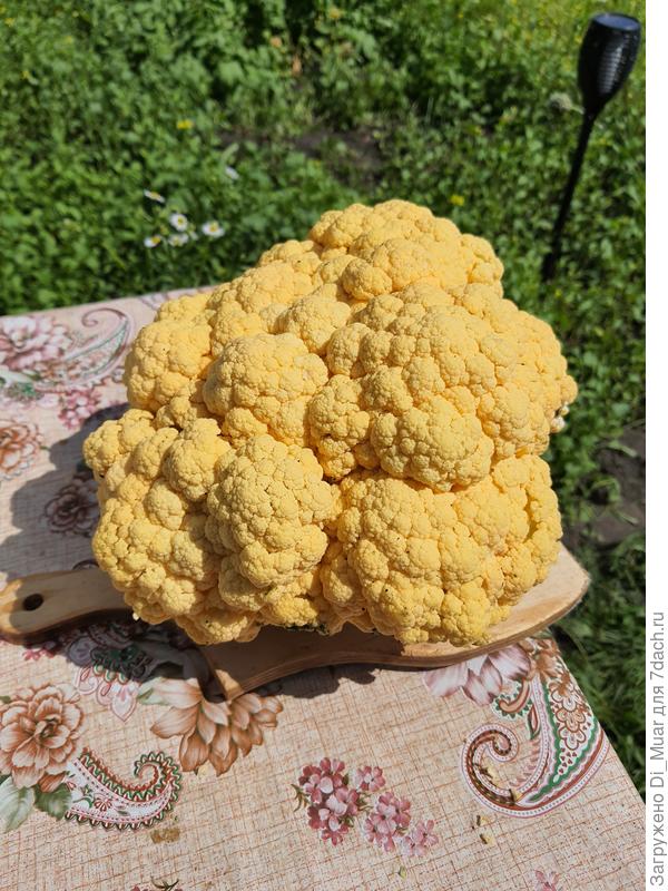 Капуста цветная. Очень вкусная.