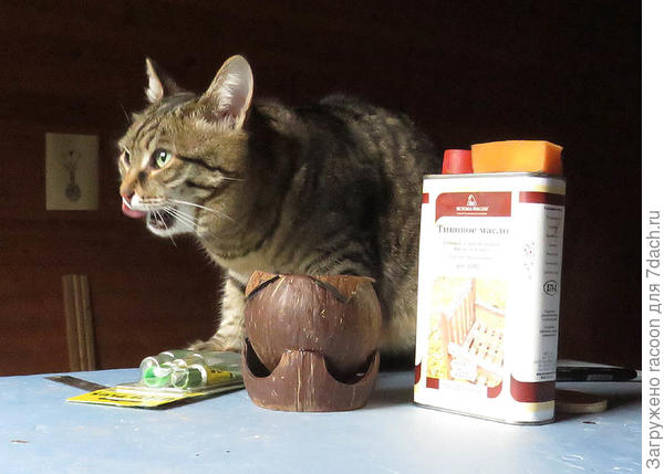 Кошка Кузя позирует