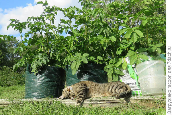 Кошка и картошка