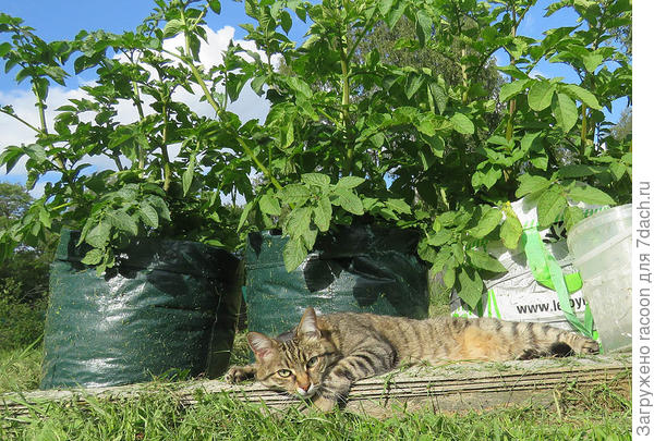 Кошка Кузя позирует. И где моя сосиска?