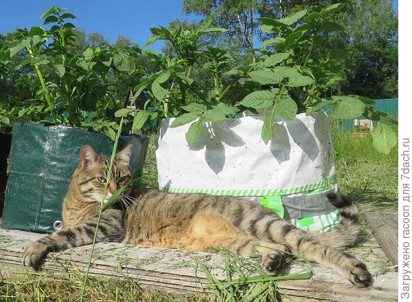 Кошка Кузя сторожит картошку