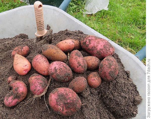 Выращивание картофеля в мешках. 3 способа: технология, отзывы, сравнение