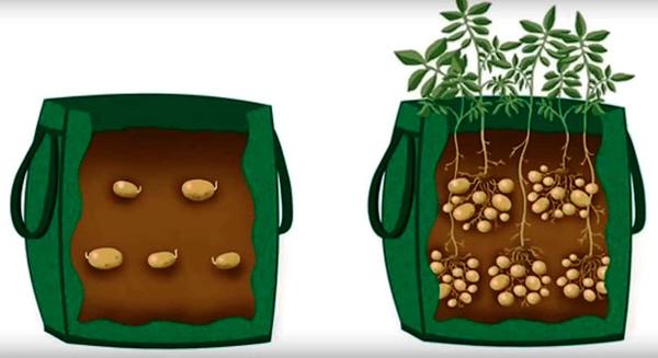 Выращивание картофеля в мешках. 3 способа: технология, отзывы, сравнение
