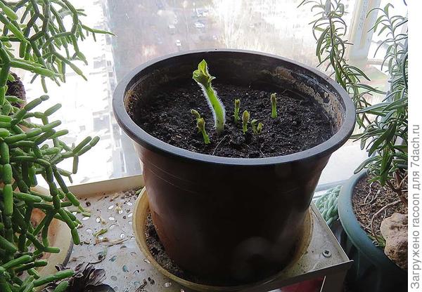 ВСХОЖДЕНИЕ картошки