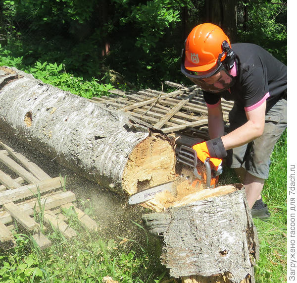 Пилим старую березу на дрова бензопилой Хускварна