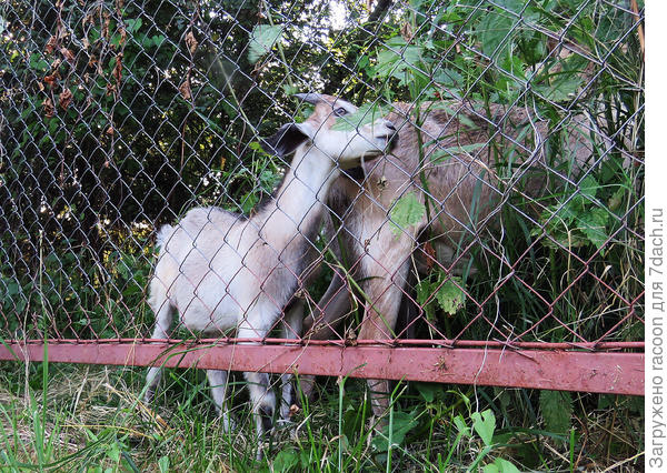 соседский козел есть крапиву