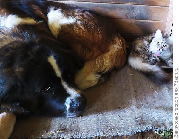 Граф и Мэси