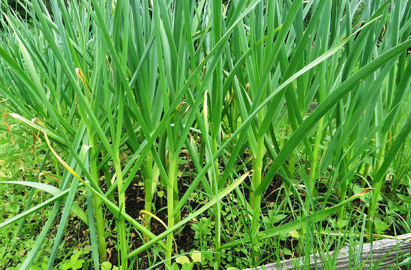 Чеснок в июне - толстый стебель. Фото автора