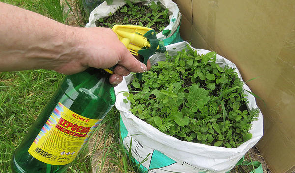 Чуток сбрызнул морковку в мешке. Фото автора