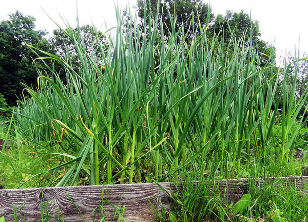 Чеснок слегка подрос. Фото автора