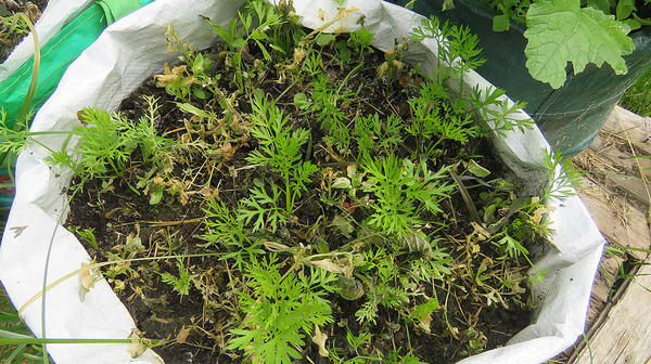 Теперь морковка правит бал. Фото автора