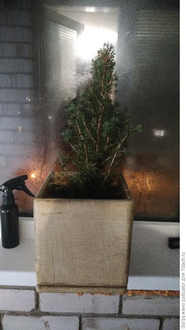 Фото для визуального представления горшка и ели