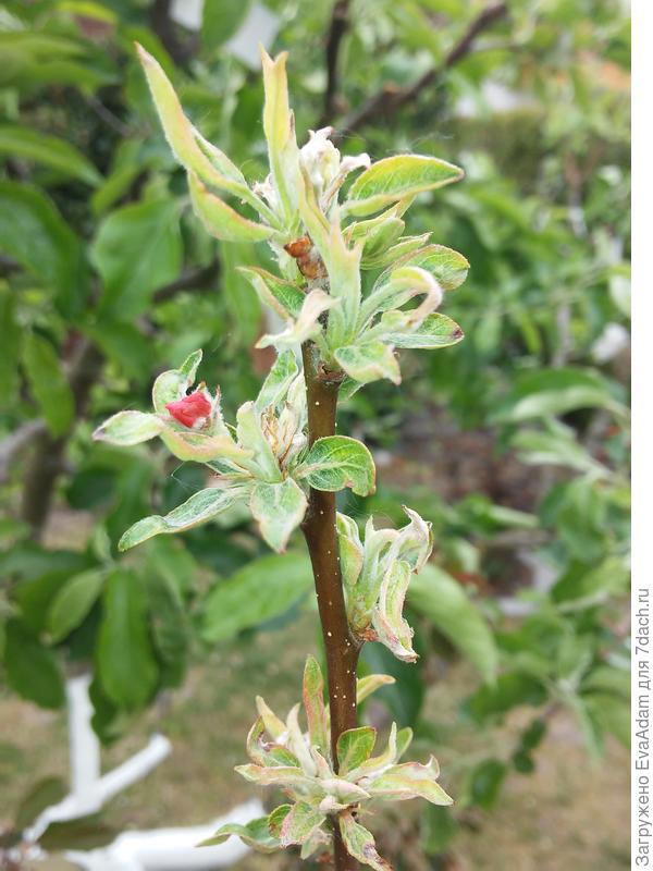 26.04.2019 Вот и увидела бутон, на макушке тоже можно распознать несколько.)