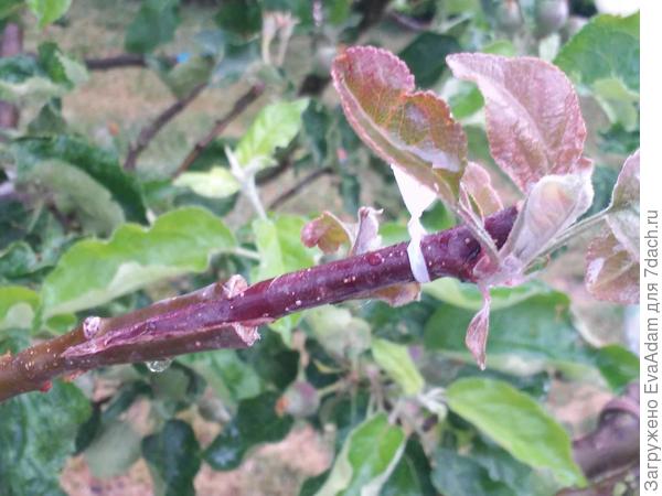 Здесь виден принцип: