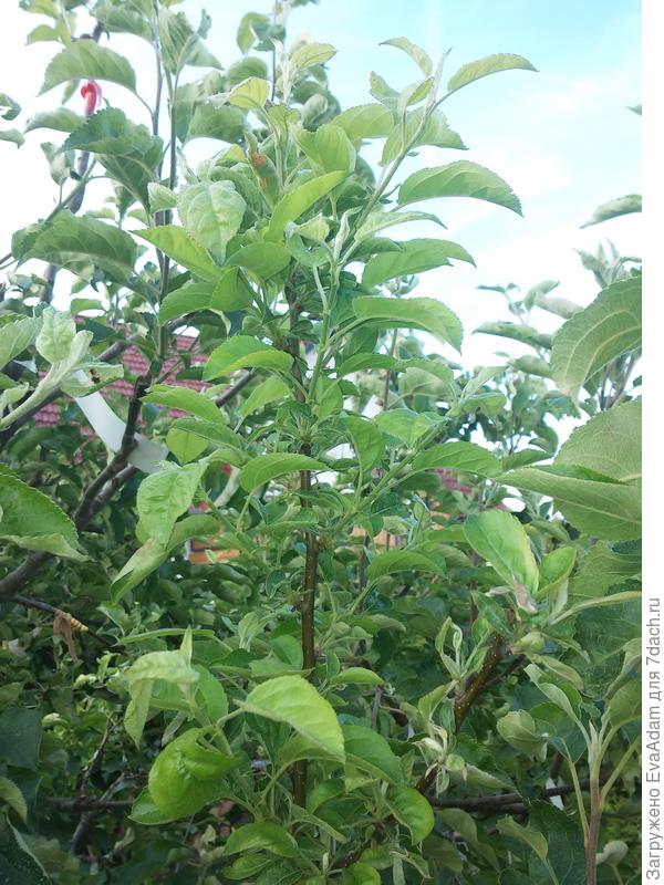 Завязи опали, но прививка прибавила в росте. Сомнения в совместимости развеялись! )