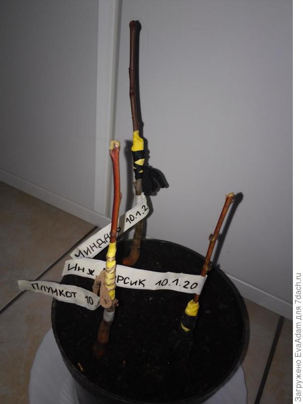 Опыт зимней прививки