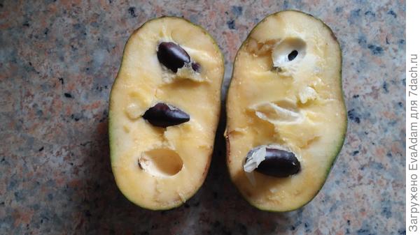 спелый плод моей азимины: