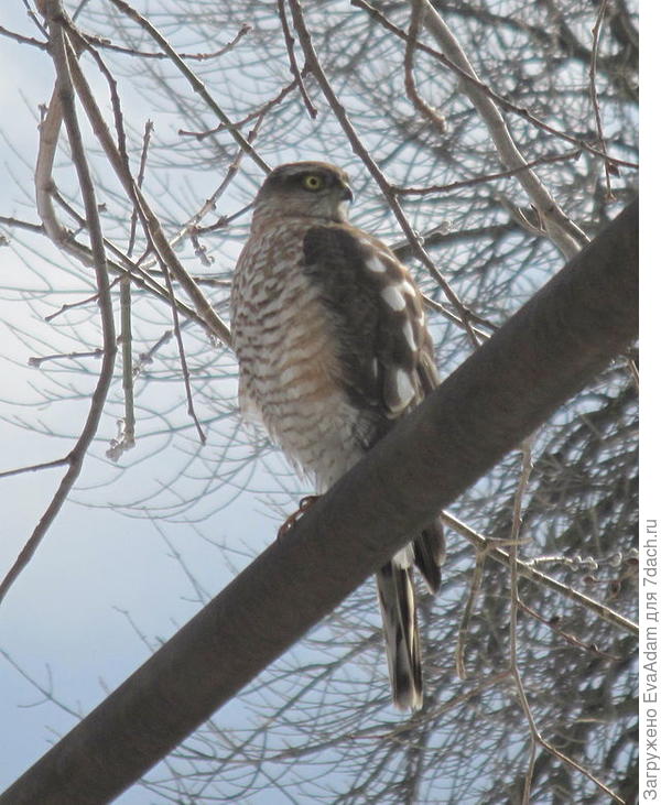 ястреб-перепелятник